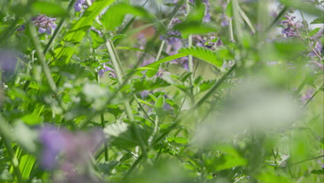 Close-up-of-wildflowers-and-foliage-in-a-vibrant-green-field