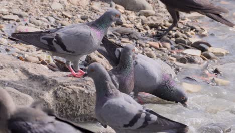 Palomas-Bebiendo-Agua-De-Mar-Contaminada_carter-Road-Bandra