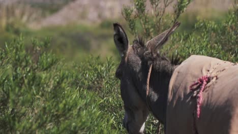 Un-Majestuoso-Burro-Se-Mueve-Con-Gracia-En-Cámara-Lenta-En-Medio-Del-Impresionante-Telón-De-Fondo-De-La-Cordillera-De-Los-Andes