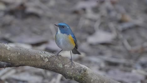 Fulchoki-Godawori-in-Kathmandu-is-home-to-rare-birds-from-Nepal