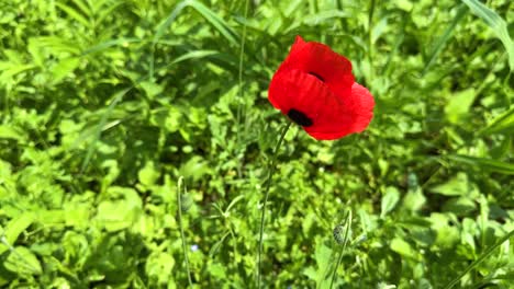 Primer-Plano-Escénico-En-Color-Rojo-Hermosa-Flor-De-Amapola-De-Opio-Fondo-Borroso-De-Campo-De-Granja-De-Jardín-En-El-Campo-De-La-Aldea-Rural-Bosque-De-Hyrcanian-En-Irán-Paisaje-Natural-Escénico-Floreciente-Luz-Solar