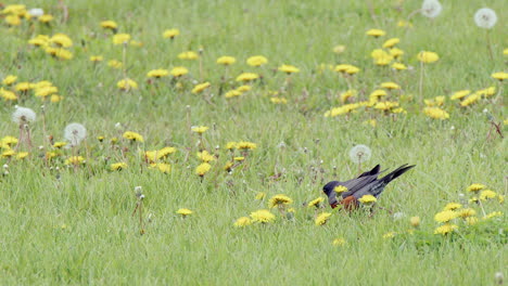 Robin-pecks-worm-from-green-grass-lawn-full-of-dandelion-flowers