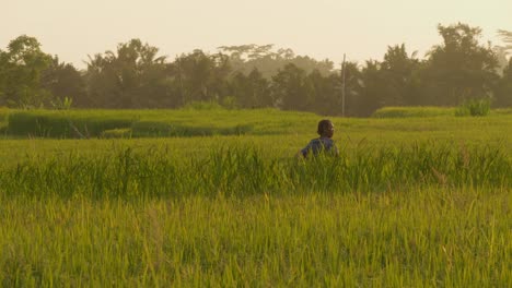 A-serene-evening-scene-on-the-rice-fields-of-Bali,-Indonesia