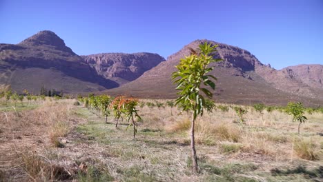 Drone-shot-showcasing-a-mango-farm-with-rows-of-trees-stretching-into-the-distance,-framed-by-majestic-mountains-in-the-background