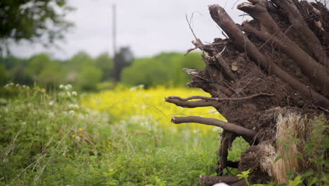 Ein-Entwurzelter-Baum-Im-Ländlichen-Nordirland