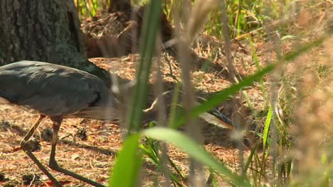 Closeup-Of-Great-Blue-Heron-Hunting-At-Blackwater-Refuge-In-Maryland,-USA