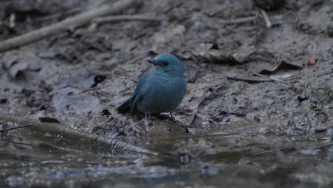 Rare-Birds-of-Nepal