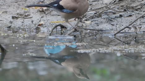 Seltene-Vögel-Nepals