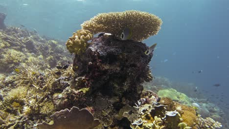 Vibrant-underwater-seascape-in-Raja-Ampat,-Indonesia,-showcasing-two-Philippine-butterflyfish-swimming-near-coral-reef