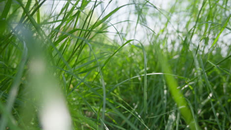 Close-up-of-fresh-green-grass-swaying-gently-in-breeze