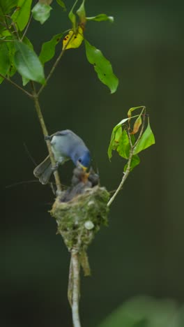 Die-Blätter-Schwanken,-Weil-Der-Schwarznacken-Monarchvogel-Seine-Jungen-Im-Nest-Auf-Dem-Baum-Füttert