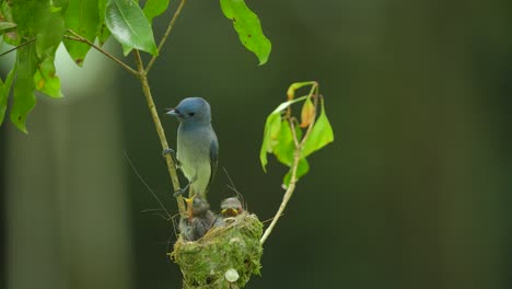 Die-Mutter-Des-Schwarznacken-Monarchvogels-Kam,-Um-Ihre-Kinder-Zu-Besuchen-Und-Flog-Dann-Wieder-Weg