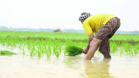 Granjero-Indio-Plantando-Brotes-De-Arroz-En-La-Tierra-Cultivada