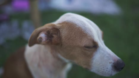 Close-up-view-of-a-small-and-beautiful-mutt-dog-captured-in-captivating-slow-motion