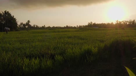 Zeitraffer-Von-Reisfeldern-Auf-Bali-Bei-Sonnenuntergang