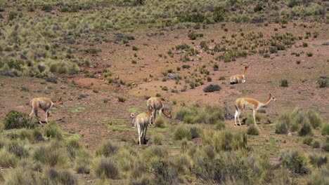 Un-Grupo-De-Vicuñas-Andinas-Disfrutando-De-Un-Hermoso-Día-Soleado