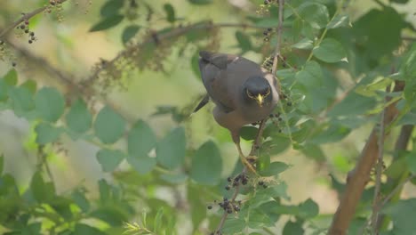 Rare-Birds-of-Nepal