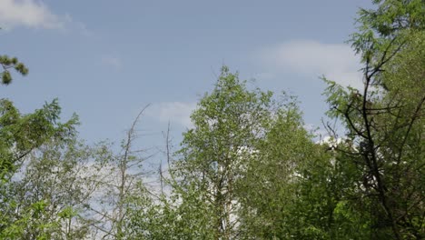 Moving-Through-Forest-Looking-Up-at-Tree-Tops-and-Bright-Blue-Sky