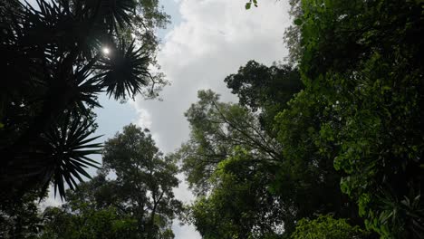 Cámara-Lenta-Parque-Nacional-Uruapan-Vistas-De-Las-Copas-De-Los-árboles