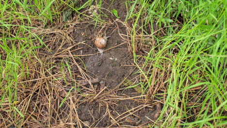 Snail-Crawling-On-The-Ground,-Time-Lapse