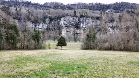 Ground-Floor-Shot-Of-Isolated-Tree-In-Middle-Of-Green-Forest,-Switzerland