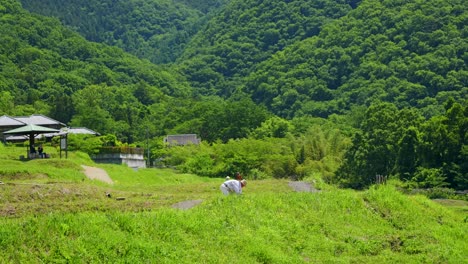 Agricultor-De-Arroz-Plantando-Brotes-En-Una-Exuberante-Naturaleza-Verde