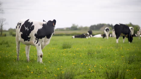 Vacas-En-Un-Campo-En-Irlanda-Del-Norte