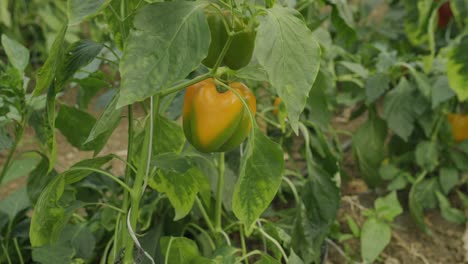 Schöne-Aufnahme-Einer-Paprika,-Die-An-Einer-Pflanze-Hängt,-Landwirtschaft-Und-Anbau-Frischer,-Gesunder-Pflanzen