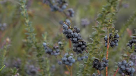 Focal-Estrecha-De-Arandano,-Plantas-De-Mortiños-De-Frutos-Exóticos.