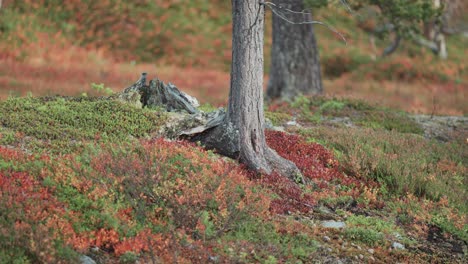 Dry-pine-tree-trunk-surrounded-by-the-colorful-tundra-undergrowth