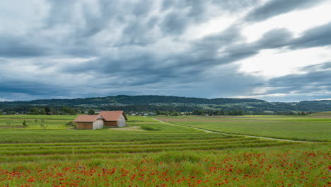 Se-Acerca-La-Tormenta-En-Un-Prado-De-Flores-Rojas-En-Una-Puesta-De-Sol-Con-Nubes-Tormentosas-En-Suiza