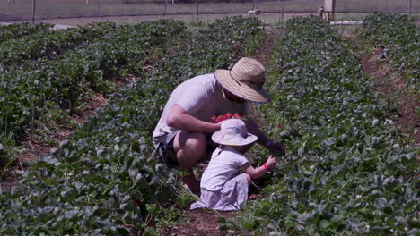 A-father-and-daughter-spend-a-sunny-summer-day-picking-strawberries