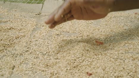 Pepper-seeds-close-up-of-baby-bell-pepper-sucker-plants-ready-to-go-into-the-ground-plant-farming-and-cultivation-of-fresh-healthy-crops