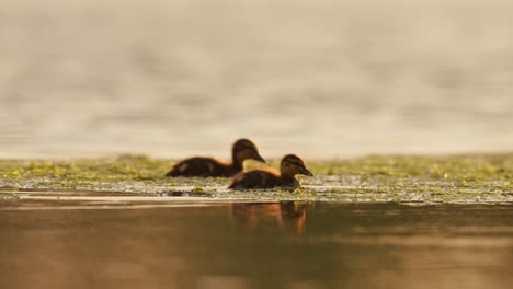 Los-Patitos-Nadan-Y-Saltan-Para-Comer-En-El-Agua-A-La-Hora-Dorada,-Cierran-Slomo