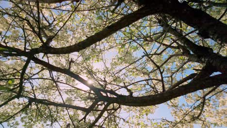 Low-angle-view-on-blossoming-apple-tree-orchard,-with-sun-and-rays-of-sunlight-coming-through-white-leaves