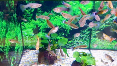 Shoals-of-tropical-female-guppy-fish-in-freshwater-tank