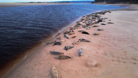 Robben-Entlang-Der-Wasserkante-An-Einem-Sandstrand,-Drohnenluftaufnahme