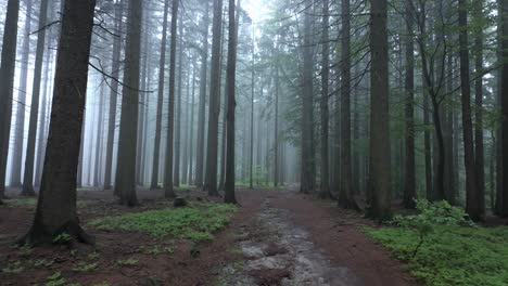 Misty,-moody-morning-countryside-scene,-dense-woodland,-muddy-soil-path