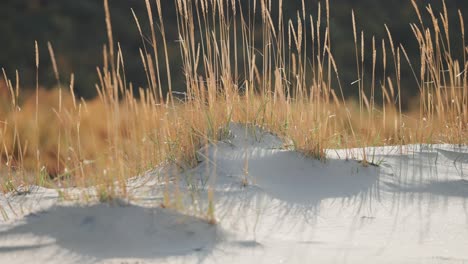 Schlanke-Grashalme-Wiegen-Sich-Leicht-In-Der-Sanften-Brise-Und-Werfen-Lange-Schatten-Auf-Den-Weißen-Sand