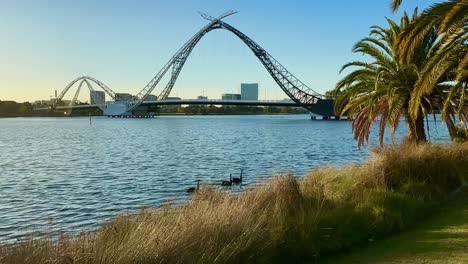 Schwarze-Schwäne-Auf-Dem-Swan-River-Mit-Matagarup-Brücke-Und-Palmen-Am-Frühen-Morgen