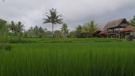 Eine-Ruhige-Szene-Mit-Traditionellen-Strohgedeckten-Gebäuden,-Eingebettet-Zwischen-Palmen-Und-Reisfeldern-Auf-Der-Insel-Bali