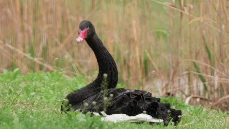 Liegender-Schwarzer-Schwan-Großer-Wasservogel-In-Der-Nähe-Von-Sümpfen