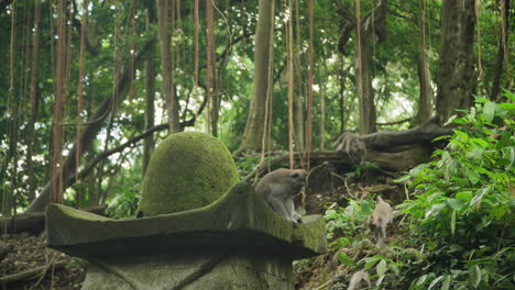 Monkey-Sits-on-Statue-and-Group-of-Playful-Balinese-Long-Tailed-Macaques-in-Ubud-Monkey-Forest-Jumping-on-Slopes-Under-Hanging-Tree-Vines-in-Jungle-Bali,-Indonesia