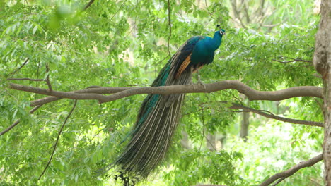 Majestic-Male-Peacock-Resting-On-A-Tree-Branch