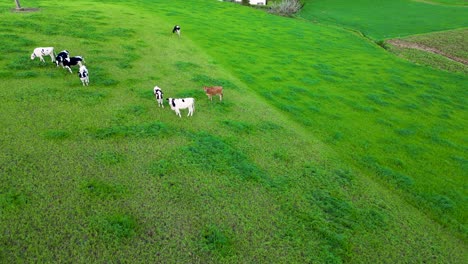 Kühe-Grasen-Auf-Der-Grünen-Weide-Und-Fressen-Gras-Auf-Den-Azoreninseln