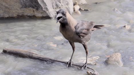 Krähe-Sitzt-Auf-Abgebrochenem-Holzast-Im-Verschmutzten-Strandwasser_Carter-Road-Bandra