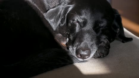 Perro-Negro-Mayor-Durmiendo-Pacíficamente-Bañado-Por-La-Luz-Del-Sol