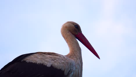 Close-up-of-white-stork-with-white-and-black-feather,-long-red-beak,-Latvia