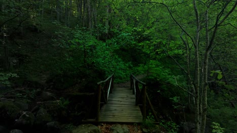 Moving-through-a-lush,-green-forest,-towards-a-wooden-bridge