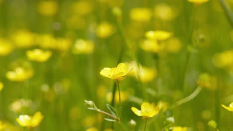 Gelbe-Blüten-Blühender-Butterblumen-Auf-Der-Grünen-Wiese,-Nahaufnahme